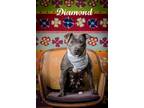 Adopt Diamond a Pit Bull Terrier