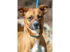 Adopt Athena a Boxer