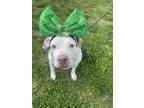 Adopt Sadie a Pit Bull Terrier