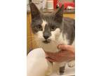 Adopt GRACE a American Bobtail