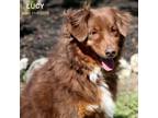Adopt Lucy a Australian Shepherd, Mixed Breed