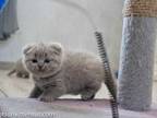 Chubby Lilac Solid Scottish Fold Girl