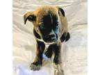 Adopt Grace a Retriever, Australian Cattle Dog / Blue Heeler