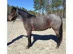 AQHA Bay roan