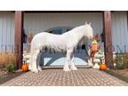 Flashy Cremello Gypsy Vanner Mare - Driving/Trail/Jumping/Barrels/English/Lib...