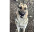 Adopt NAMI a German Shepherd Dog