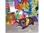 Chihuahua Puppy for sale in Charleston, AR, USA