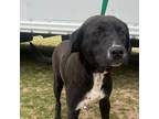 Adopt Anabelle - Local June 14-16 a Labrador Retriever