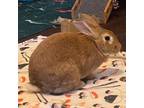 Adopt Aziza (bonded to Mr. BunBun) a Palomino