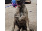 Irish Wolfhound Puppy for sale in Godfrey, IL, USA
