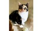 Adopt Margo a Calico