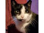 Adopt Sylvie-(es)/BK a Tuxedo