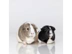 Adopt Moomoo a Guinea Pig