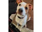 Adopt Willow a Pit Bull Terrier, Pointer