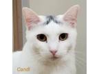 Adopt Candi a Domestic Short Hair