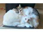 Adopt Elsa & Anna ~ Bonded Mother & Daughter a Siamese, Calico