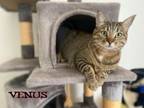 Adopt Venus a Tabby, Siamese