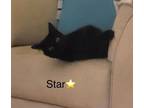 Adopt Star (Bonded with Finley) a Domestic Short Hair