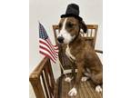Adopt Pastel a American Staffordshire Terrier, Golden Retriever
