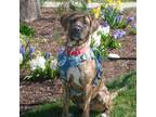 Adopt Sheba a Plott Hound