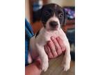 Adopt Muu Muu a Hound, Pointer