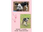 Adopt Rocket a Boxer, Cattle Dog