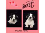 Adopt Pudgy a Cattle Dog