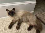 Adopt Coco JN a Siamese