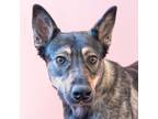 Adopt Ellie - Foster or Adopt Me! a German Shepherd Dog