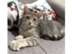 Adopt Jannie a Tabby