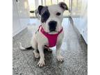 Adopt Hope a American Staffordshire Terrier