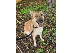 Adopt Liberty ("Libby") a German Shepherd Dog