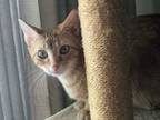 Adopt Goldie a Tabby