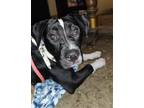 Adopt Pearl a Pit Bull Terrier