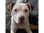 Adopt Betsy a Pit Bull Terrier