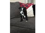 Adopt Thelma a Border Collie