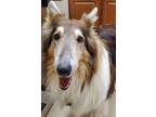 Adopt Harley a Collie