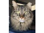 Adopt MUFFIN a Domestic Long Hair, Tabby