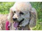 Adopt Bunny a Poodle