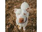 Adopt Queenie Marie a Jack Russell Terrier, Pit Bull Terrier