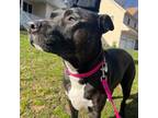 Adopt Ruby a American Staffordshire Terrier