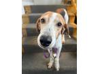 Adopt Lady a American Foxhound