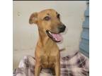 Adopt Dashing Dora a Basenji, Italian Greyhound