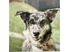 Adopt Motley a Australian Shepherd