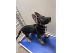 Adopt Tivoli a German Shepherd Dog, Mixed Breed