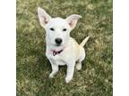 Adopt Coconut a Mixed Breed