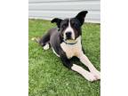 Adopt Emily a Cattle Dog, American Staffordshire Terrier