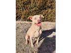 Adopt *Chicago* a American Staffordshire Terrier, Cattle Dog