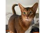 Adopt Lexi a Abyssinian