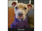Adopt Biscuit a American Staffordshire Terrier